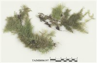 藏品(刀葉樹平蘚)的圖片